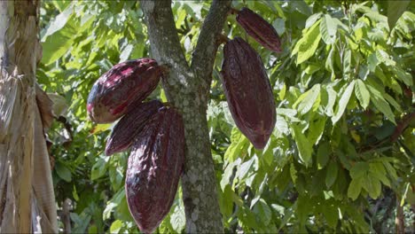 las vainas de cacao en el árbol ccn51