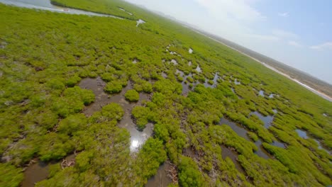 crazy aerial drone fpv flight over mangroves at parque nacional el morro, montecristi in dominican republic