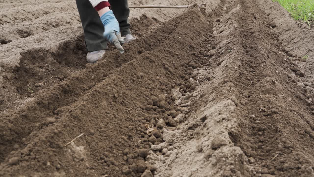 granjero manos en guantes plantando frijoles en el jardín agrícola