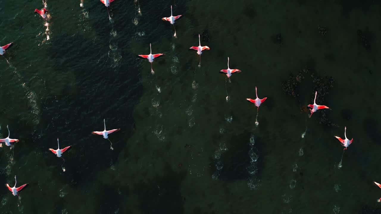 분홍색 플라밍고 무리가 날개와 다리가 움직이는 얕은 석호 수면에서 날기 시작합니다.