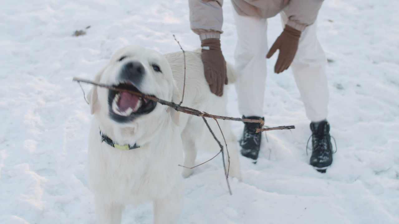 mujer y perro jugando en la nieve