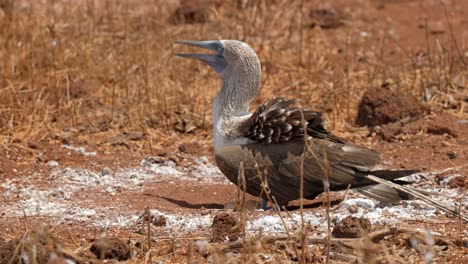 A-Blue-footed-booby-tries-to-cool-down-whilst-shielding-its-eggs-from-the-hot-sun-on-North-Seymour-Island,-near-Santa-Cruz-in-the-Galapagos-Islands