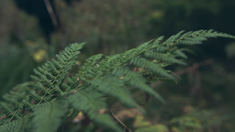 Frau-Mit-Schwarzem-Mantel,-Die-An-Einem-Grünen-Farn-Im-Wald-Vorbeigeht