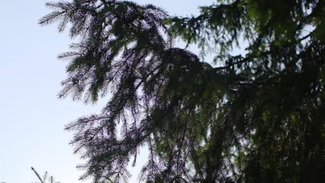 close-up of pine tree branches