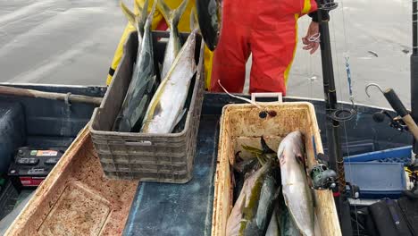 los pescadores muestran una impresionante captura de peces de cola amarilla que se mueven de la nevera a la caja