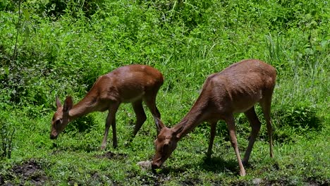 Der-Eldhirsch-Ist-Aufgrund-Von-Lebensraumverlust-Und-Jagd-Eine-Vom-Aussterben-Bedrohte-Art