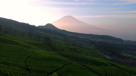 aerial view of tea plantation in the morning