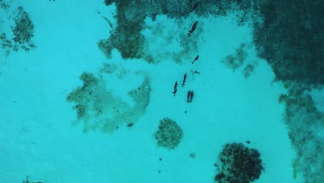 pod of dolphins swimming with shark ocean aerial shot