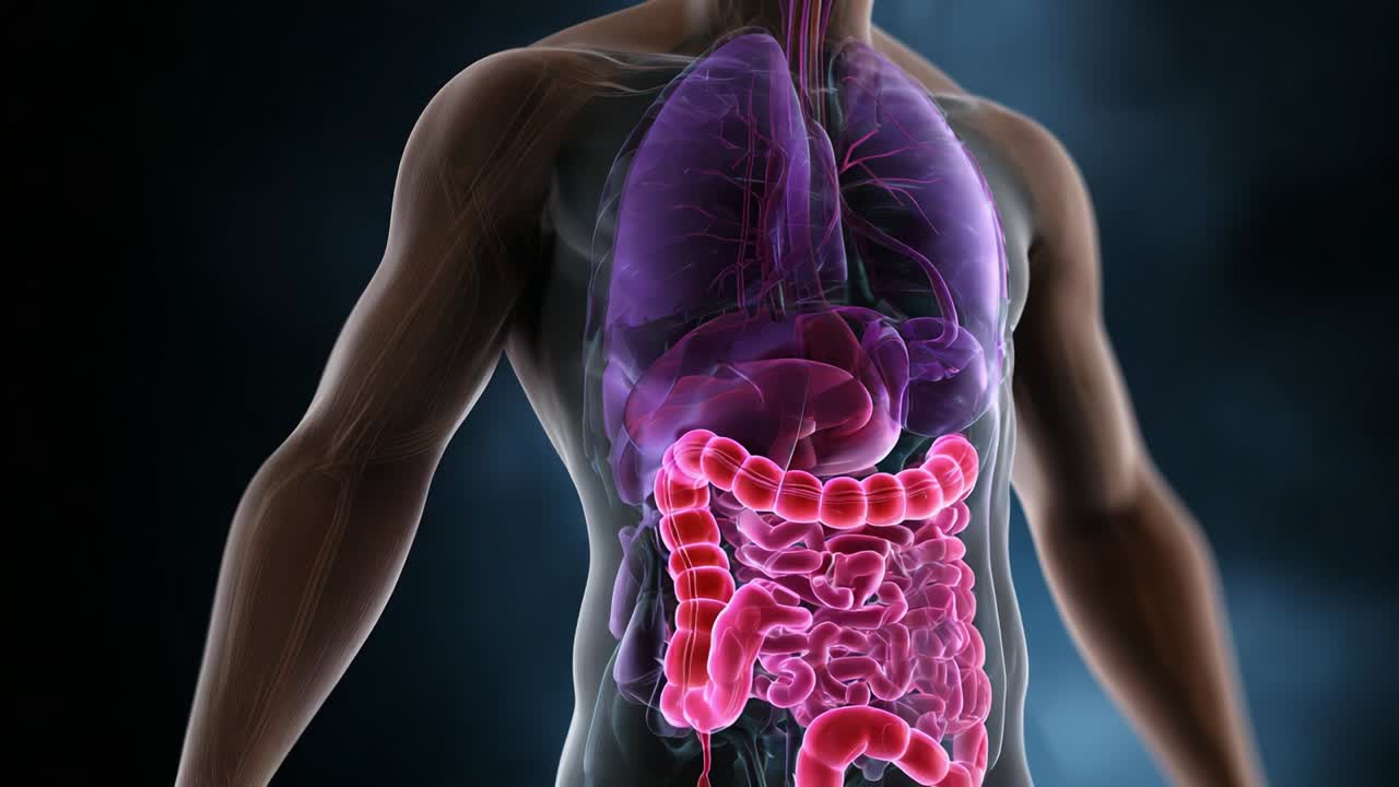 Anatomical Visualization Showcasing the Human Body's Internal Organs and Systems, Highlighting the Lungs, Digestive Tract, and Circulatory Elements in a Captivating, Scientific Format