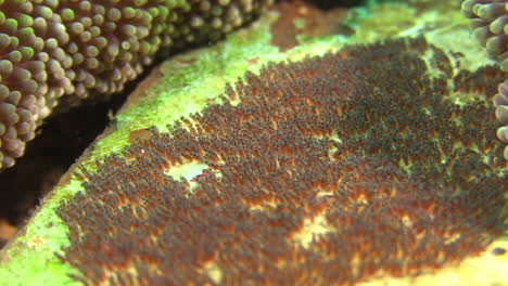 clutch of anemone fish eggs attached to a dead coral next to a sea anemone