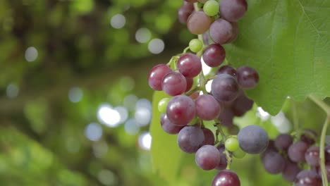 racimo de uvas de vino tinto colgando de las vides en la viña