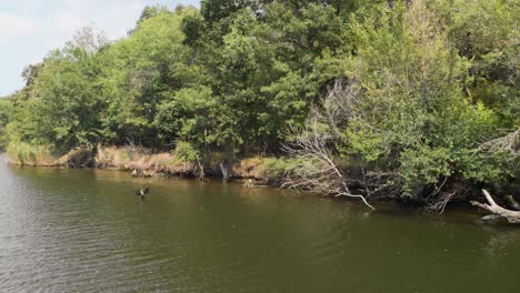 Panning-shot-of-landing-duck-on-a-river-near-a-trees-and-greenery-in-Ropotamo-river,-Bulgaria