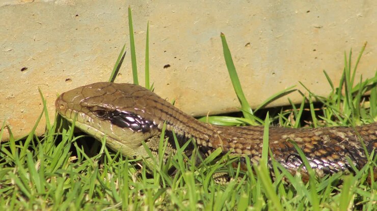 Blue Tongue Lizard Close Up Blinking Sitting By Fence In Garden