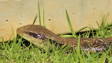 Blauzungeneidechse-Aus-Nächster-Nähe,-Blinkend,-Sitzt-Am-Zaun-Im-Garten