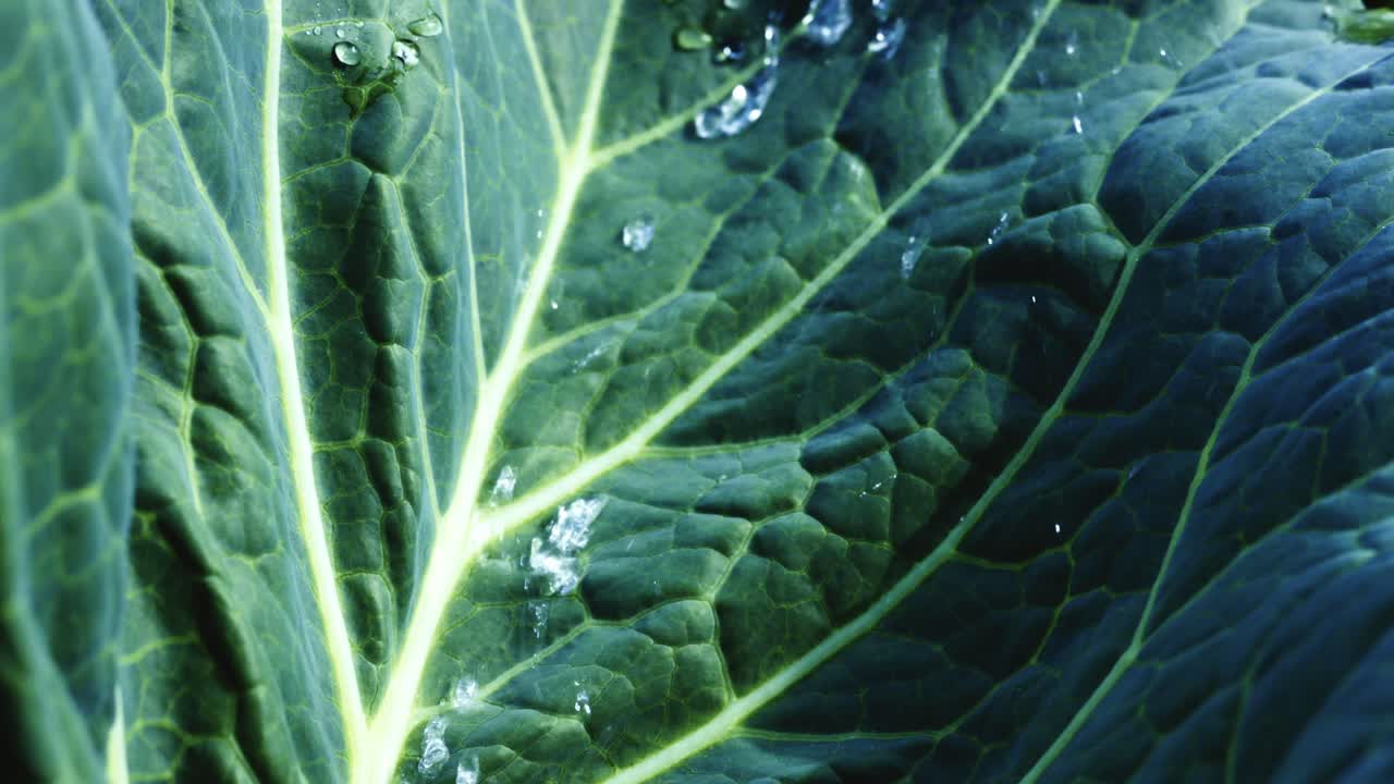 Close-up view of a cabbage leaf with water droplets