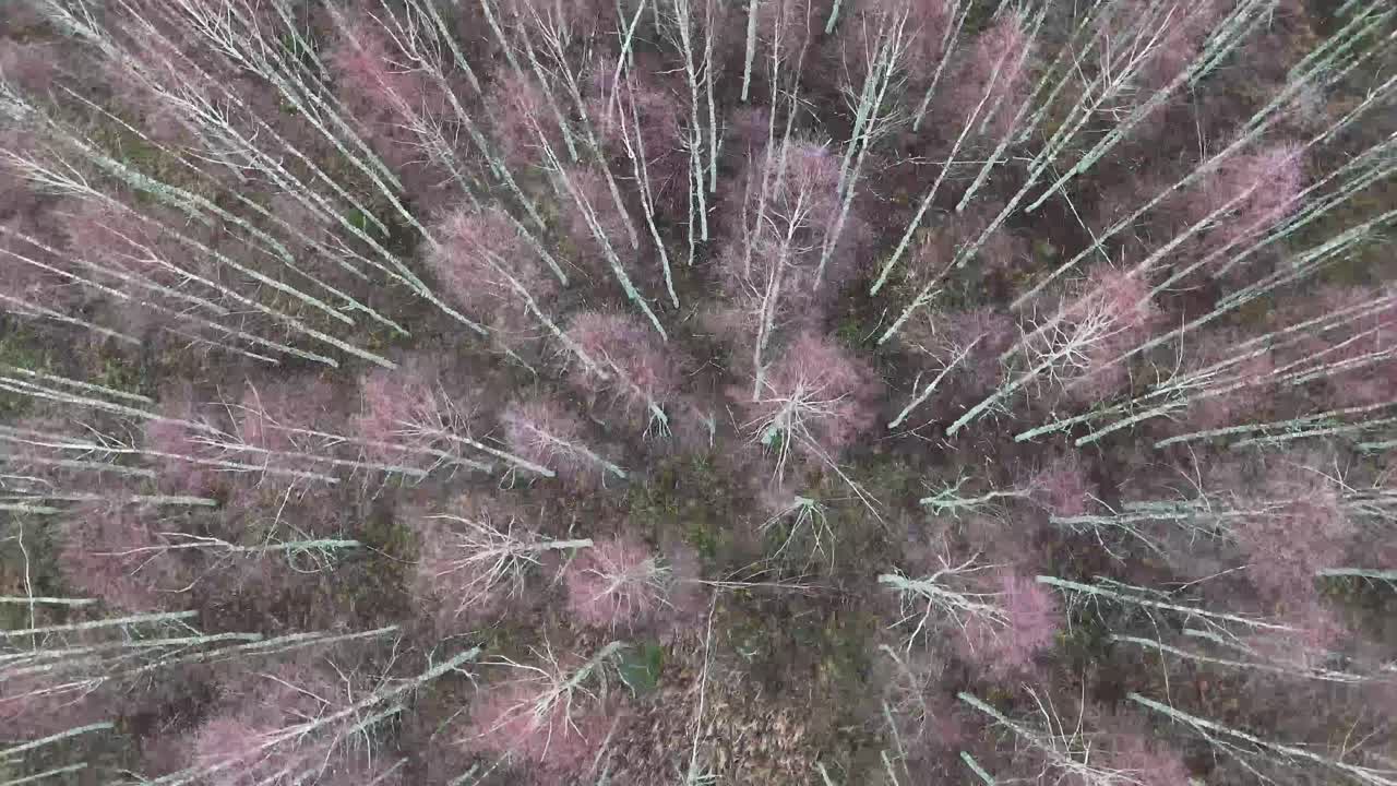 가을 비치 숲의 공중 영상: 드론이 날아갑니다. - 라트비아 4k