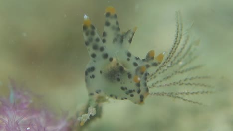 black yellow spotted pikachu nudibranch sits perched on coral reef