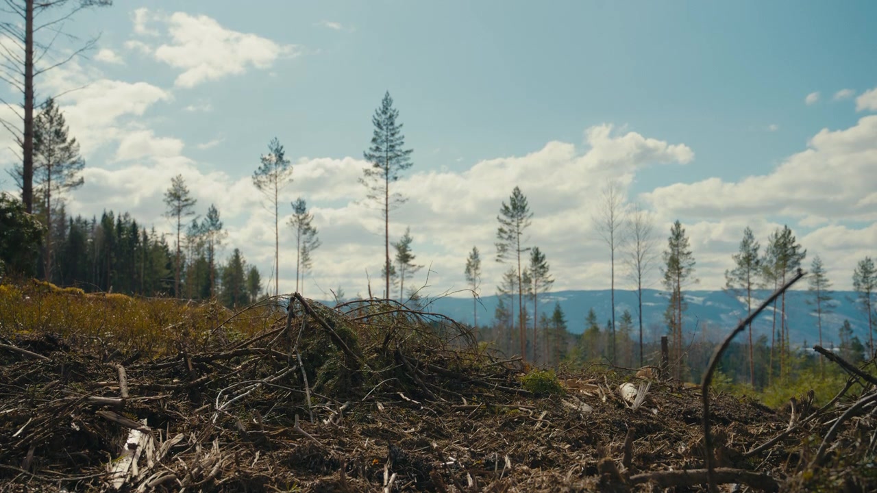 Broken branches and stripped forest floor fill the foreground of a logged landscape, while thin surviving trees stand against the sky, emphasizing deforestation and the heavy impact of human activity