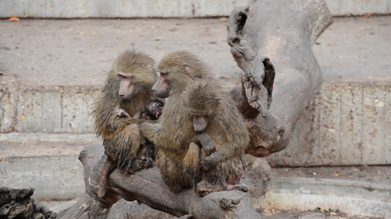 Madrid Zoo, Spanien