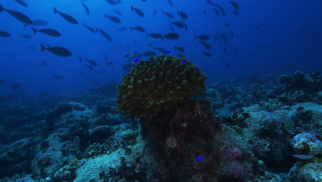 an incredible hard coral at the center of the ocean's life with a large school of fish in the background and small electric blu fishes finding shelter in the coral