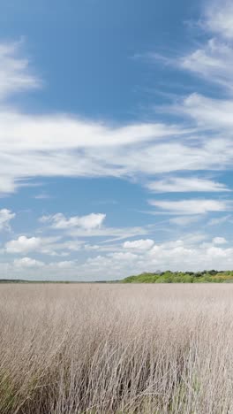 Slow pan shot over tall Marsh reeds moving with warm spring breeze