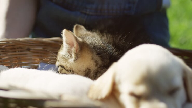 Close-up view of a little cute labrador puppy sleeping and kitty cat sitting next to it and looking at the camera in a basket on the green grass