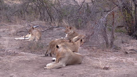 Orgullo-De-Leones-Relajándose-Durante-El-Día,-Tierra-Seca-Reseca