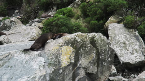 Leones-Marinos-Tomando-Sol-En-Enormes-Rocas-Costeras