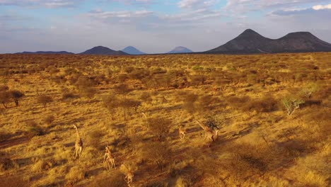 excellent aerial of giraffes running on the savannah on safari in erindi wildlife park namibia