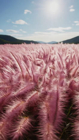 vibrant pink muhly grass field with hills