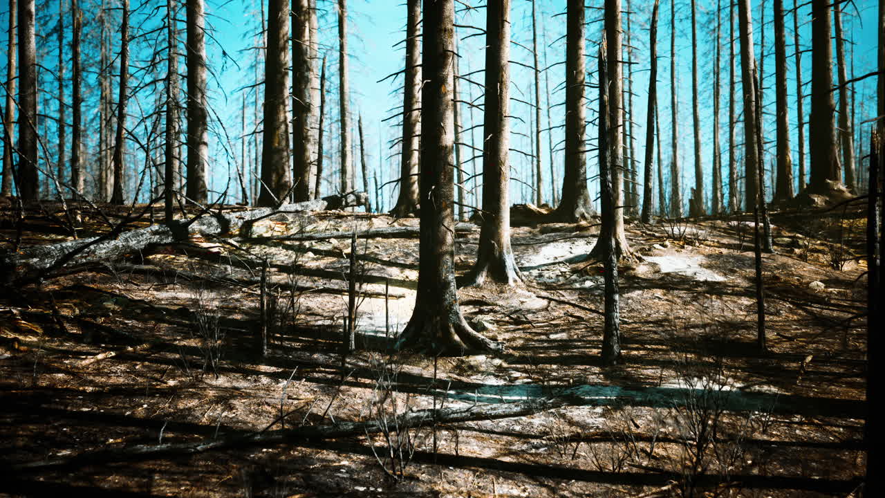 불타버린 숲의 풍경