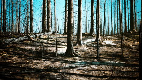 burnt forest landscape