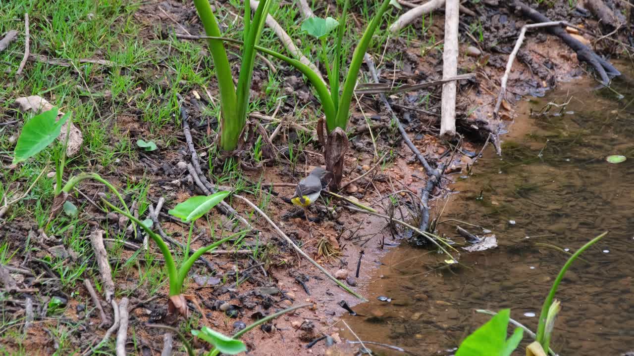 lavandera gris motacilla cinerea buscando algo de comida al lado del agua mientras un pez se asustaba nadando mientras se acercaba, parque nacional khao yai, tailandia