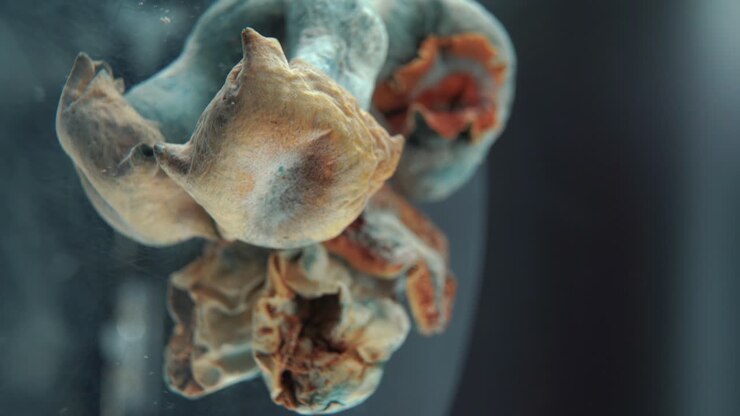 A vertical Macro cinematic shot of a magical psychoactive psilocybin hallucination dried mushroom with a yellow red cap, on a rotating 360 reflecting stand, professional studio lighting, 4K video
