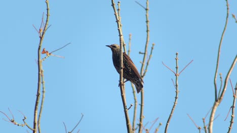 common starling on bare tree branch australia victoria gippsland maffra daytime clear blue sky