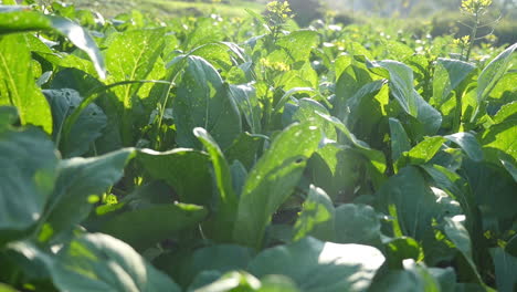 bok choy field