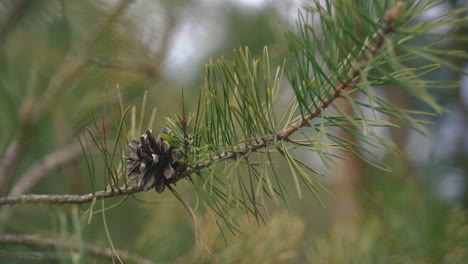 close up of a pine tree branch