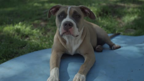 pit bull puppy relaxing in yard