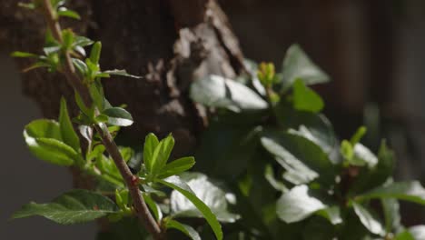 Close-up-shot-of-beautiful-green-leaves-along-the-branches-of-a-random-tree-shaking-on-the-soft-wind-on-a-sunny-day