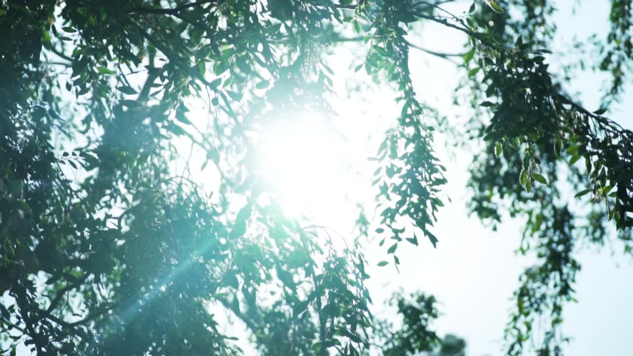 숲에서 여름 동안 늦은 오후에 나무 단풍에 햇빛 엿보기