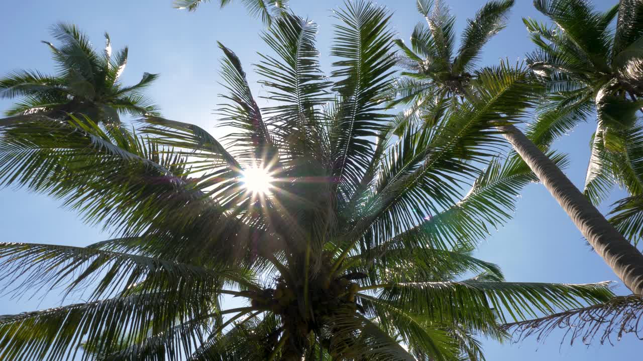 sol brillando a través de la hoja de palmera de coco