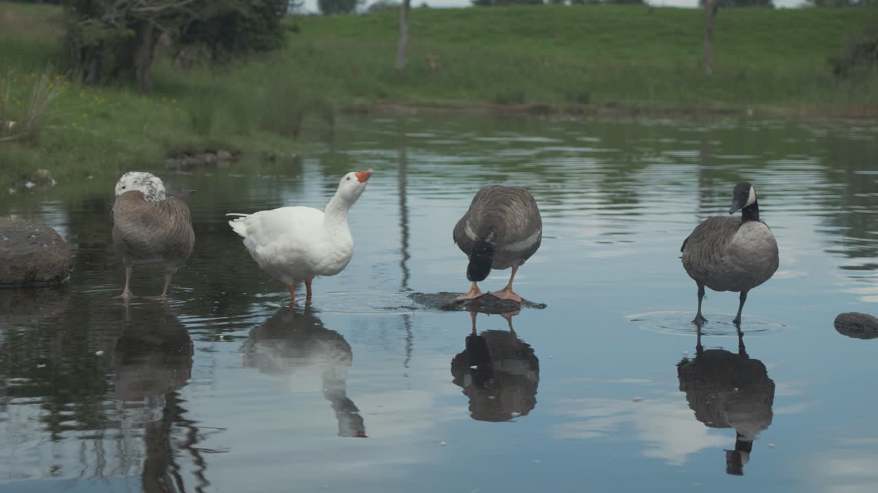 Four geese standing on rocks together preening and drinking water, REAL TIME MID SHOT