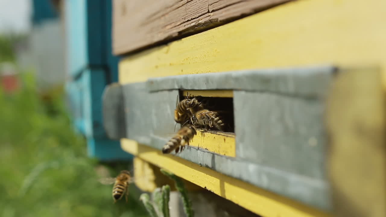 Bees Flying Out Of The Hive. Bees flying out of the hive in summer, sunny day to nectar
