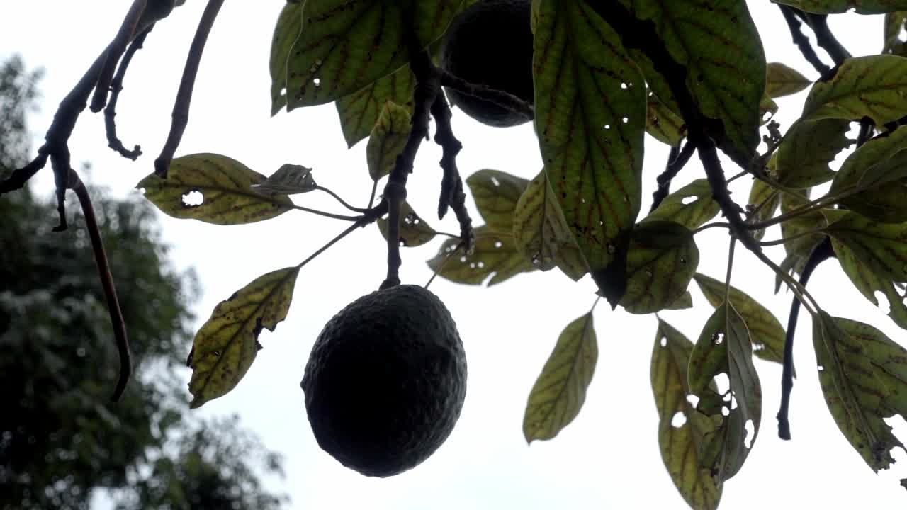 disparo en primer plano de una fruta colgada en un árbol lista para ser cosechada