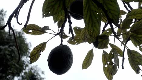 Primer-Plano-De-Fruta-Colgada-De-Un-árbol-Lista-Para-Ser-Cosechada