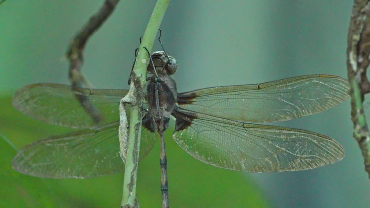 Medium shot of Peruvian Dragonfly in Tambopata, Madre de Dios Region, Peru, in the peruvian amazon