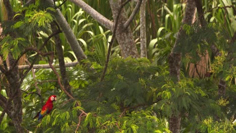 pair of scarlet macaws flying together land on a high tree in the amazon rainforest canopy