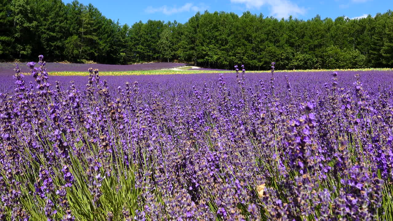 olas de lavanda en una brisa suave, contra un telón de fondo de campos verdes exuberantes y un cielo azul sereno