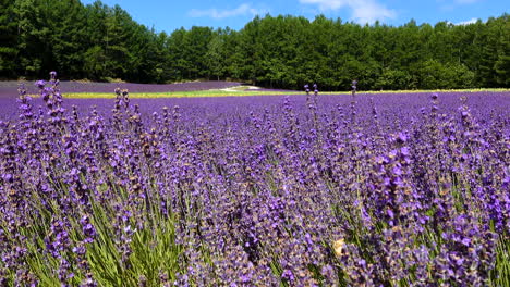 Olas-De-Lavanda-En-Una-Suave-Brisa,-Con-Un-Telón-De-Fondo-De-Exuberantes-Campos-Verdes-Y-Un-Sereno-Cielo-Azul