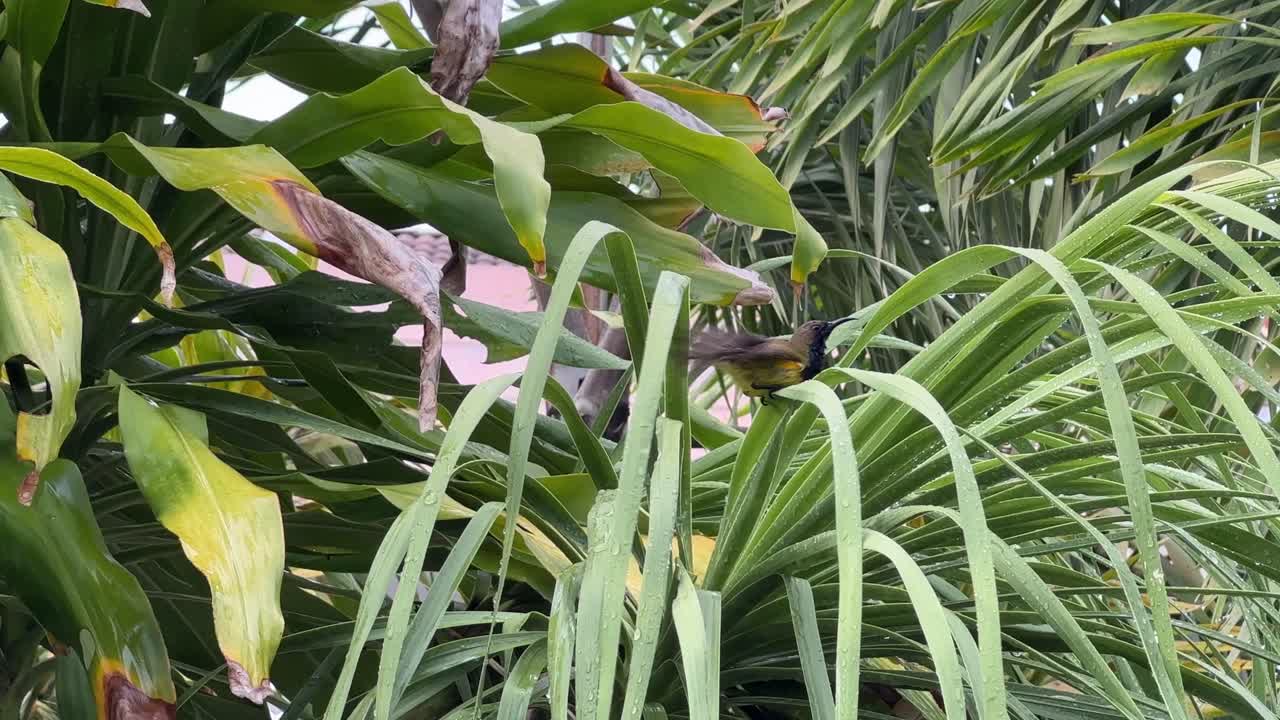 cinnyris yugularis limpiando sus plumas en hojas rígidas, bañándose con residuos de agua después de que las plantas rieguen en el patio trasero de casa, hermoso pájaro cantor macho, pájaro del sol con respaldo de oliva, malasia sureste de asia